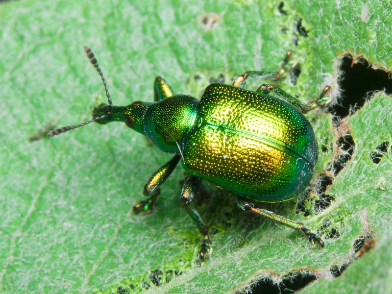 Byctiscus betulae (Linnaeus, 1758)